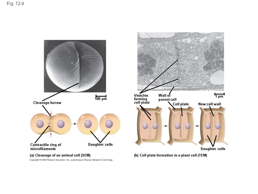 Fig. 12-9 Cleavage furrow 100 µm Contractile ring of microfilaments Daughter cells (a) Cleavage